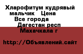 Хларофитум кудрявый мальчик › Цена ­ 30 - Все города  »    . Дагестан респ.,Махачкала г.